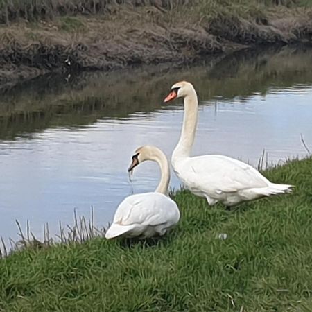 Delightful Cottage On The River Adur Close To Brighton & The Downs No Dogs Sorry Upper Beeding Extérieur photo